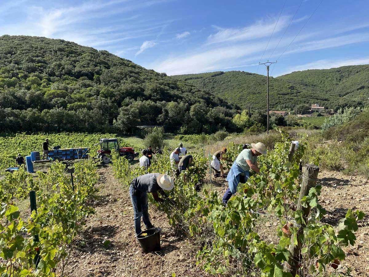 Vendangeurs récoltant le raisin au Domaine du Météore