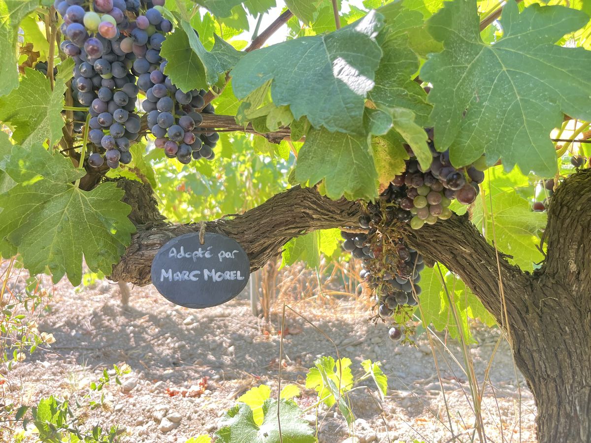 Étiquette ardoise personnalisée sur une vigne adoptée dans le cratère de météorite